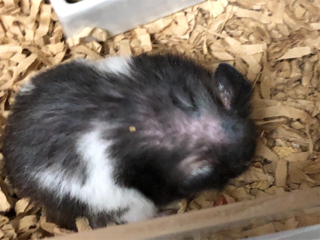 f:id:akie1000:20190723231323j:image