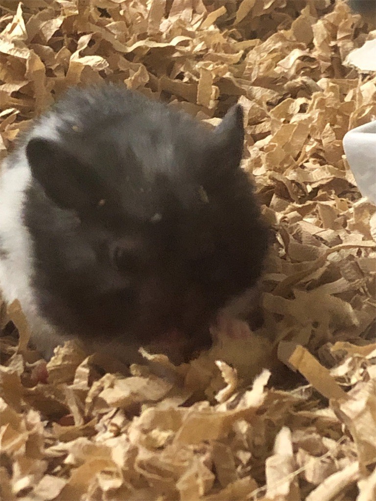 f:id:akie1000:20190723231404j:image