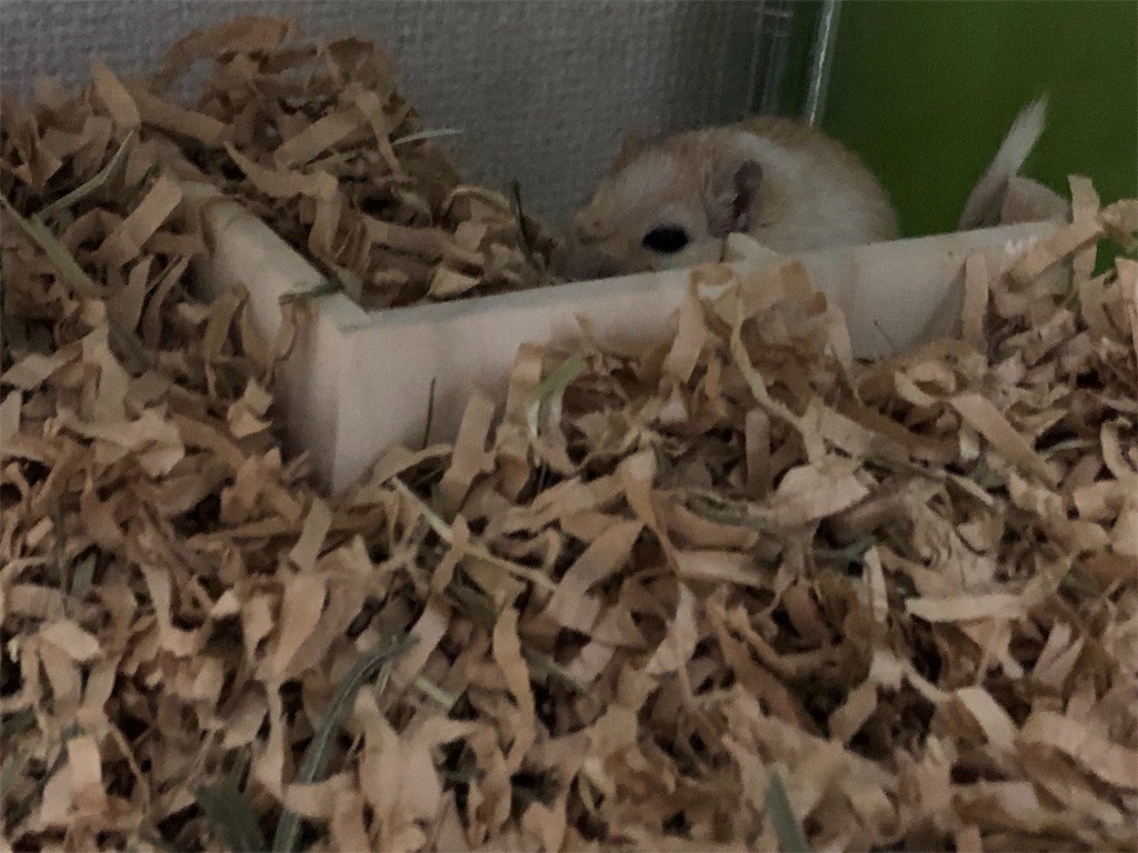 f:id:akie1000:20190817130549j:image