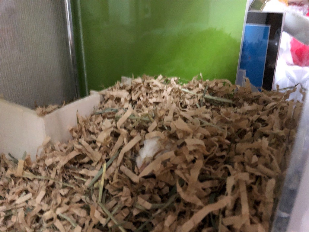 f:id:akie1000:20190828011032j:image