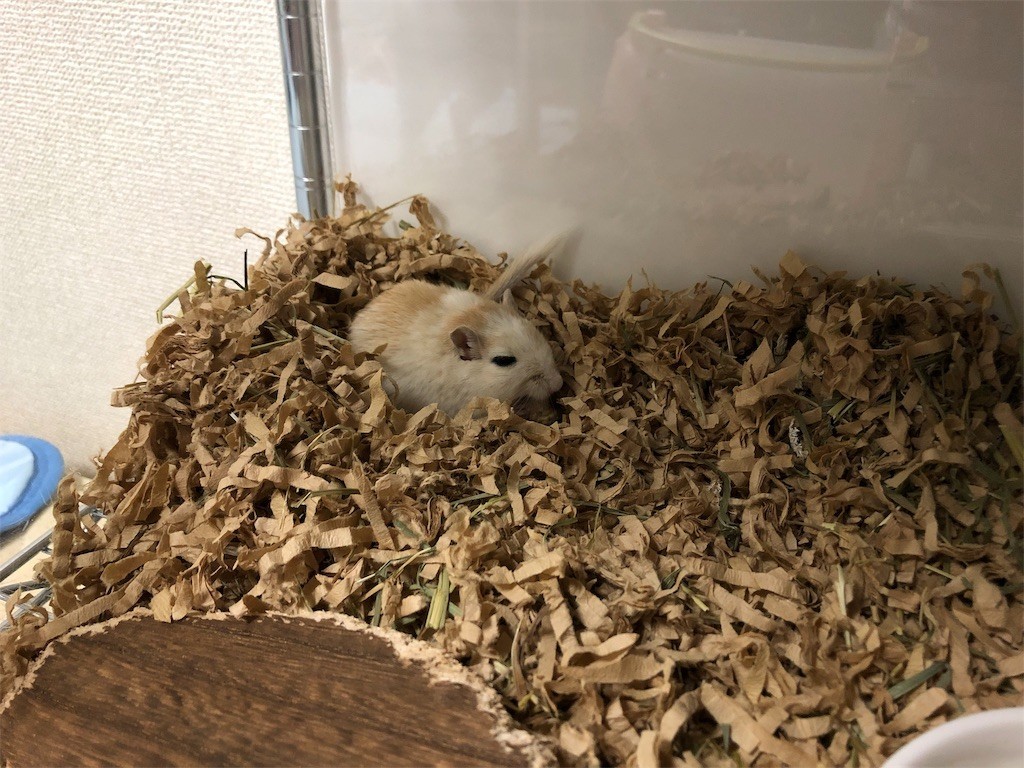 f:id:akie1000:20190905133841j:image