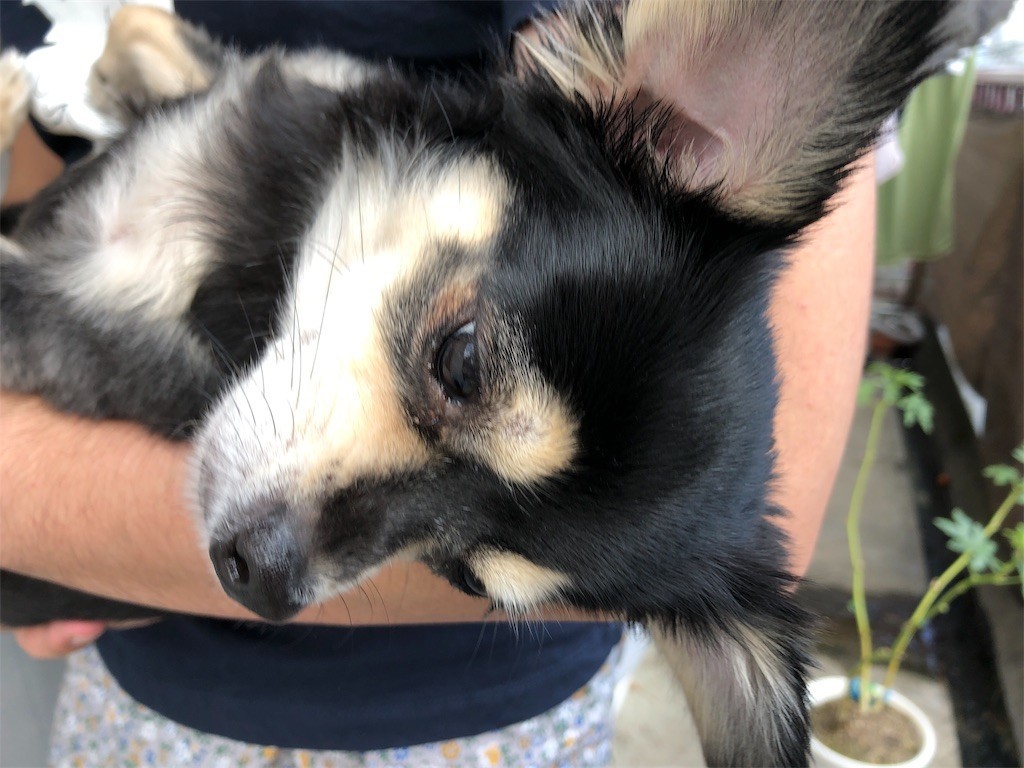 f:id:akie1000:20190905135302j:image