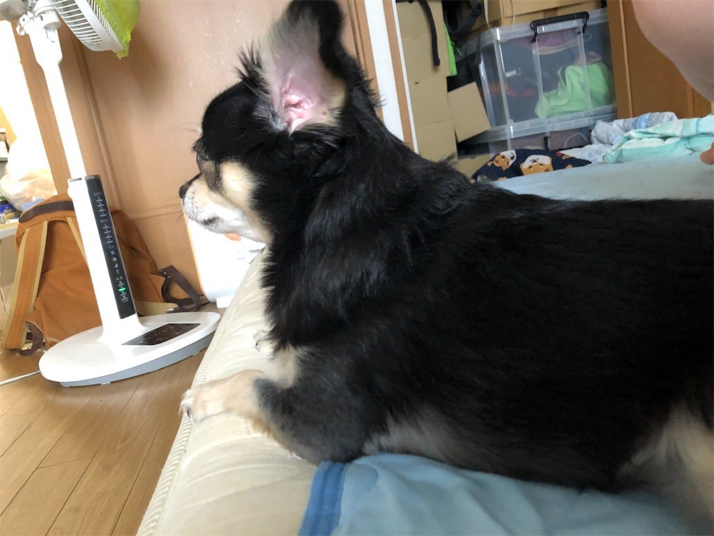 f:id:akie1000:20190913151358j:image