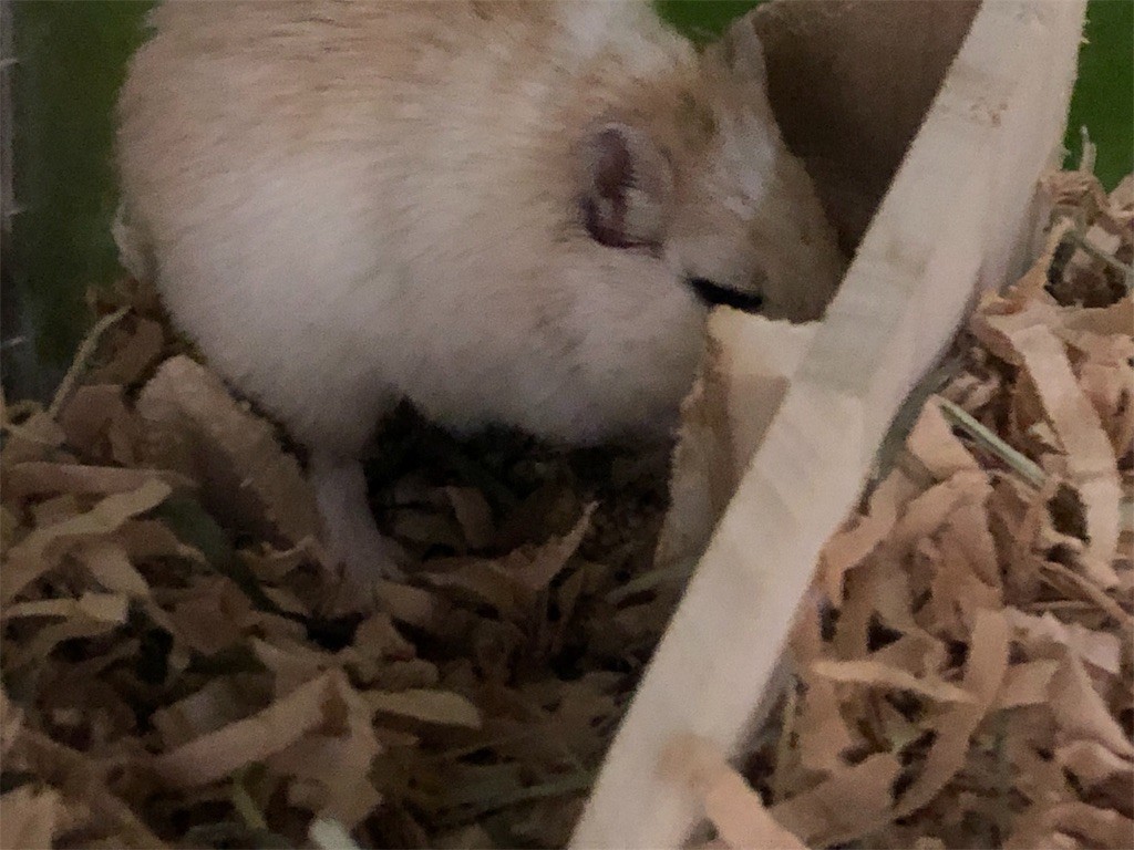 f:id:akie1000:20190913152830j:image