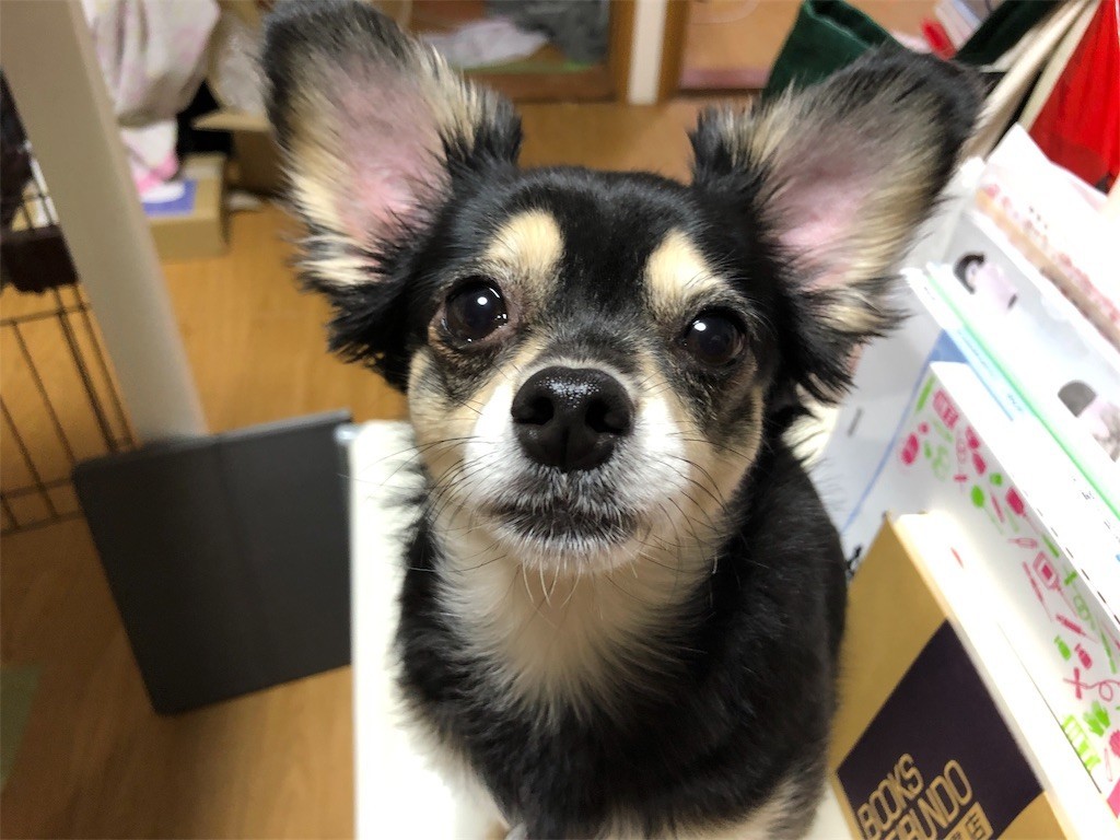 f:id:akie1000:20190913153145j:image