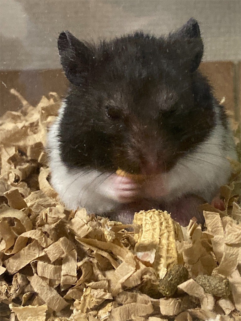 f:id:akie1000:20190925105953j:image