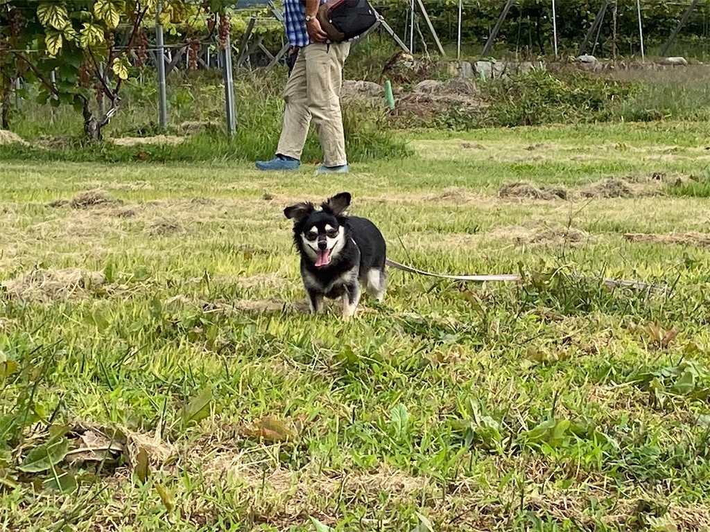 f:id:akie1000:20190925112352j:image