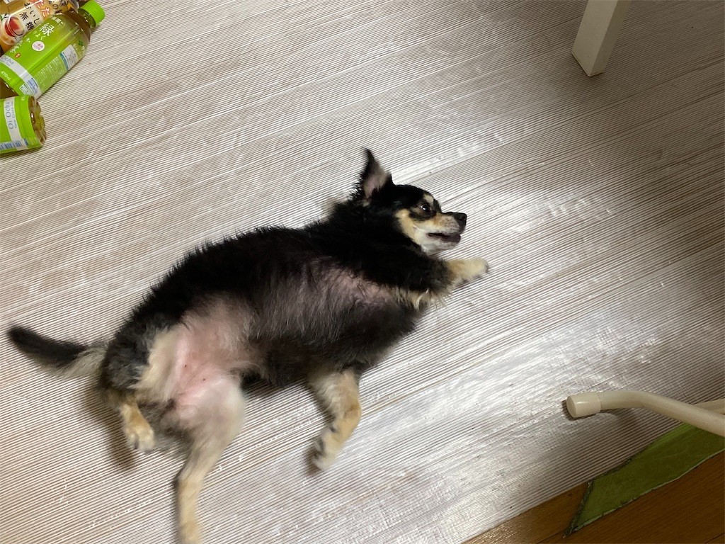 f:id:akie1000:20190925112355j:image