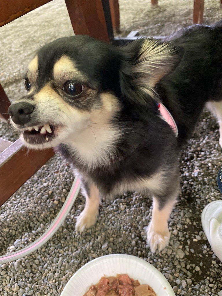 f:id:akie1000:20190925112433j:image