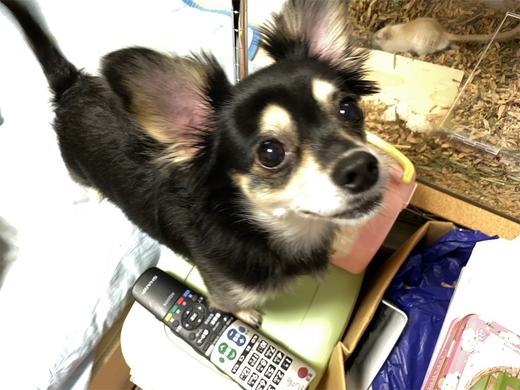 f:id:akie1000:20190926102859j:image