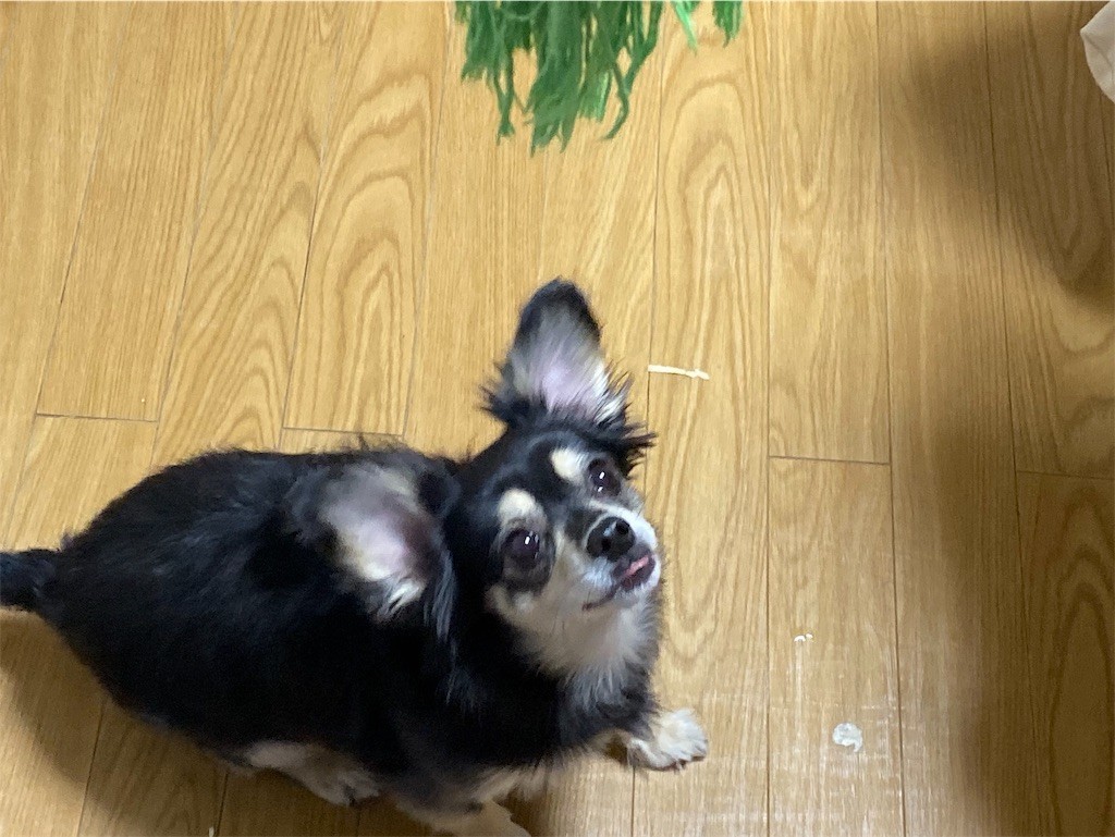 f:id:akie1000:20191001094355j:image