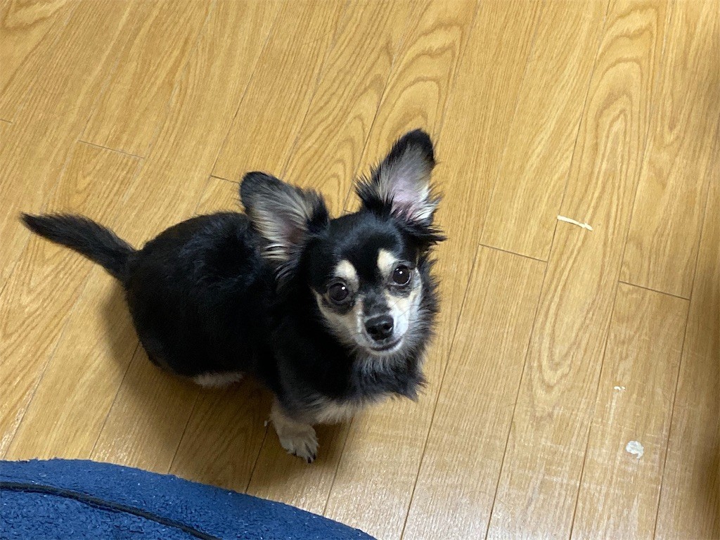 f:id:akie1000:20191001094402j:image