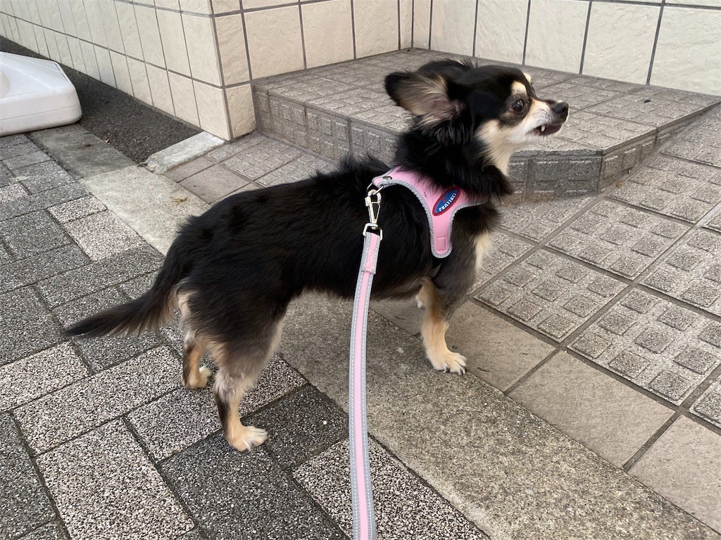 f:id:akie1000:20191001101934j:image