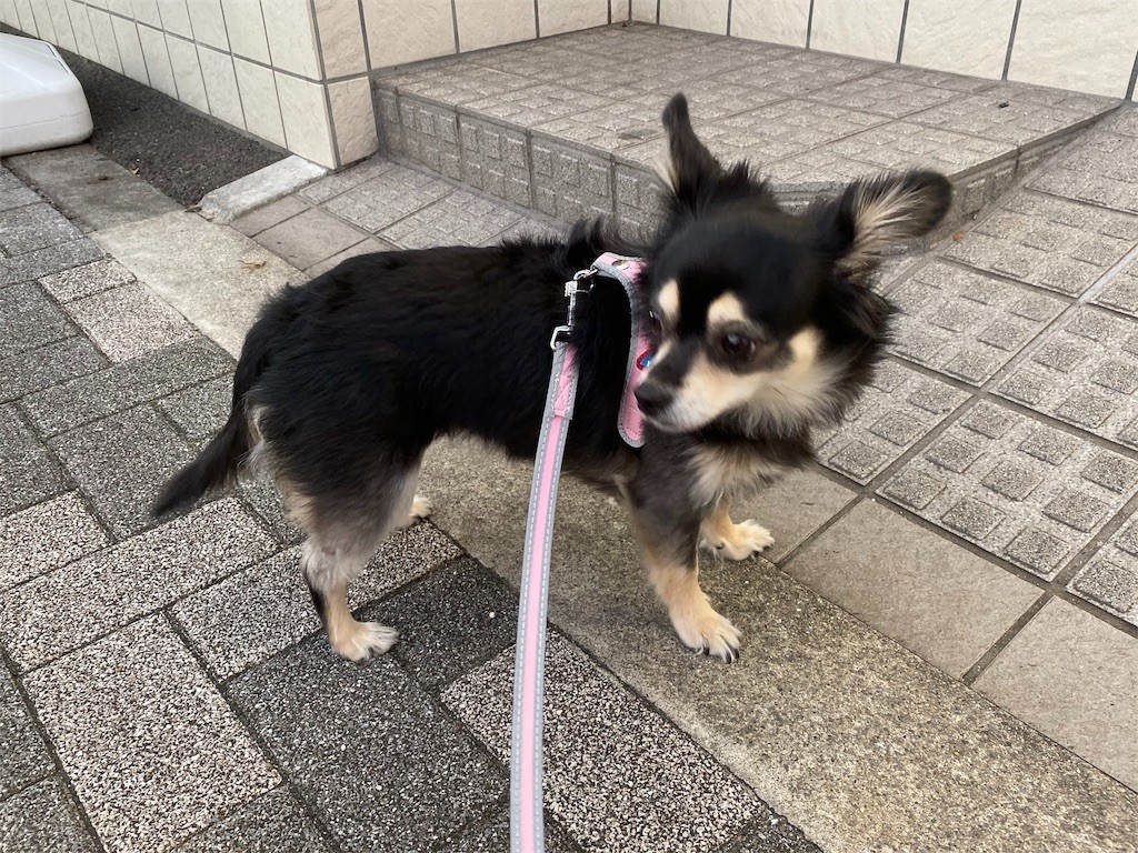 f:id:akie1000:20191001101945j:image