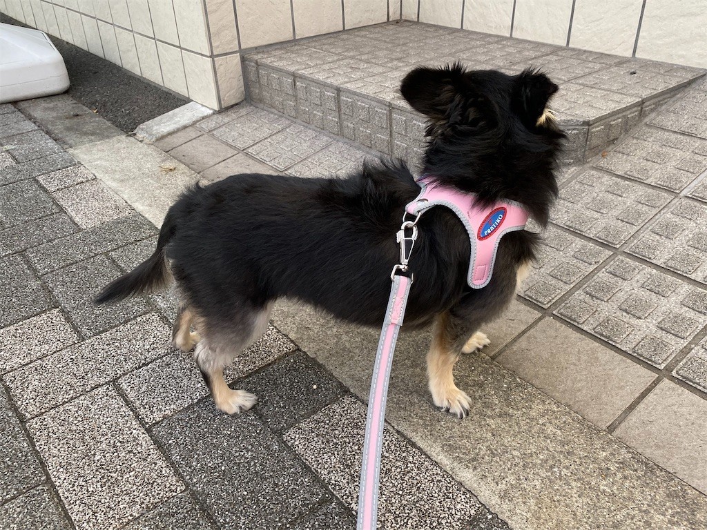 f:id:akie1000:20191001101956j:image