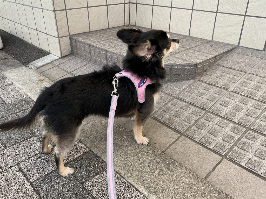 f:id:akie1000:20191001102004j:image