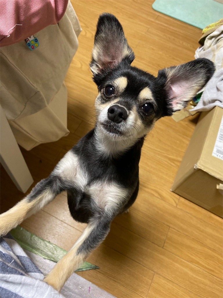 f:id:akie1000:20191103213457j:image