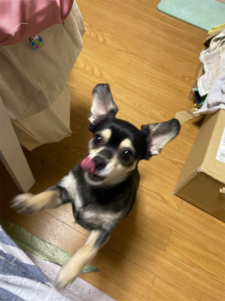 f:id:akie1000:20191103213505j:image