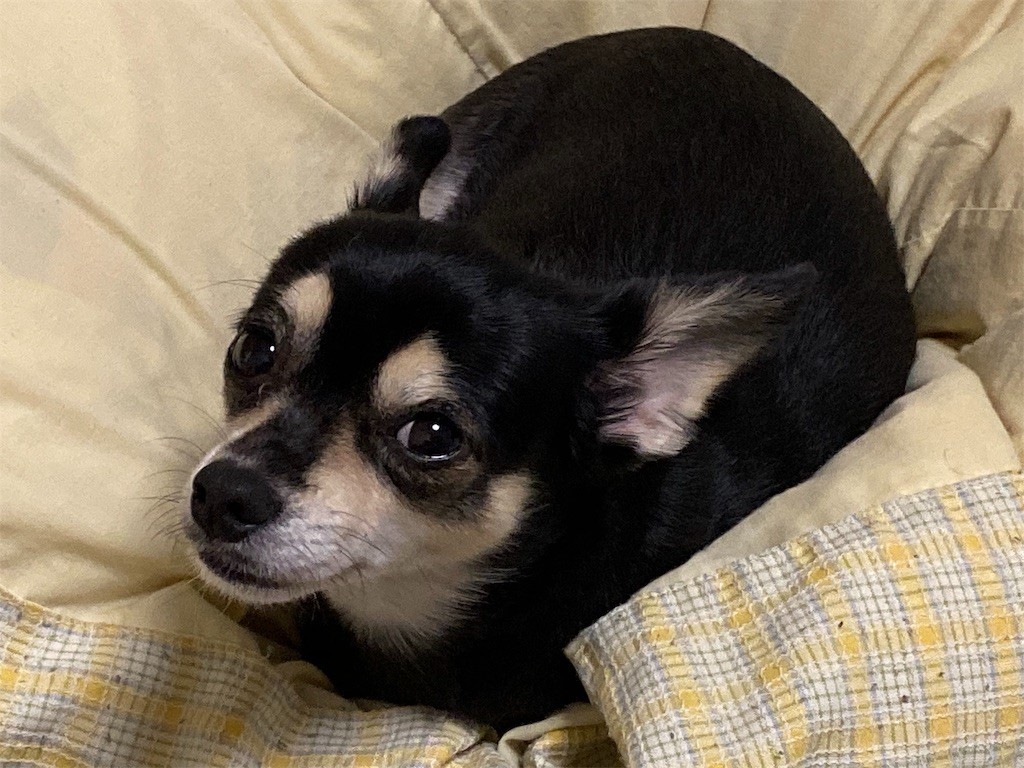 f:id:akie1000:20191103215328j:image