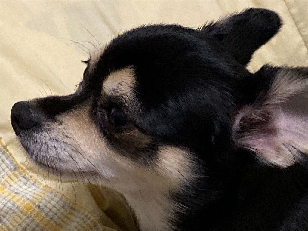 f:id:akie1000:20191103215338j:image