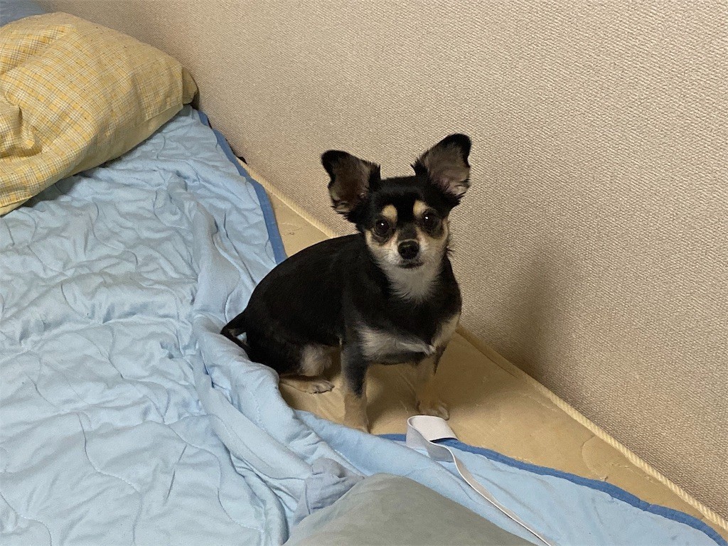 f:id:akie1000:20191109203342j:image