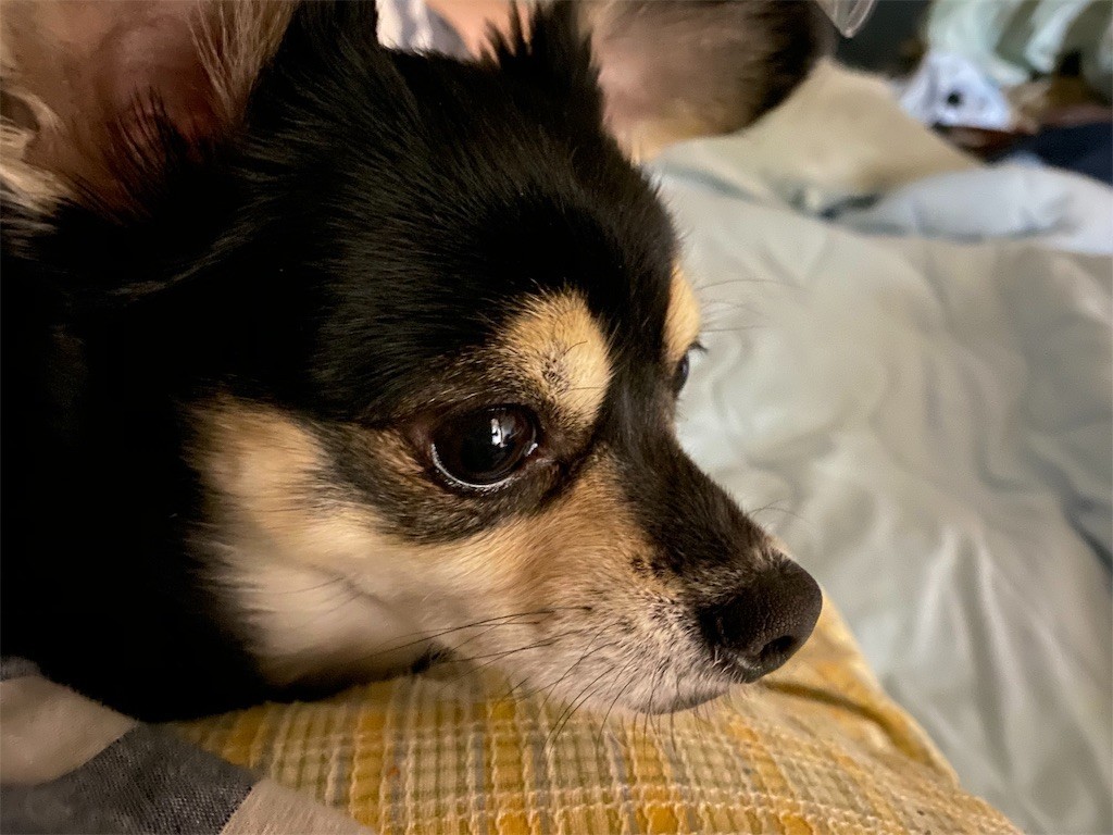 f:id:akie1000:20191109205927j:image
