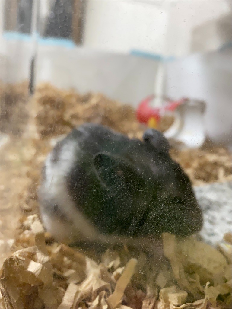 f:id:akie1000:20191109210521j:image