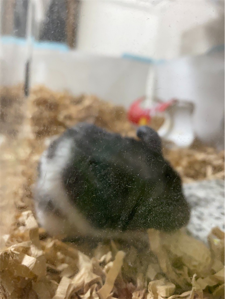 f:id:akie1000:20191109210540j:image