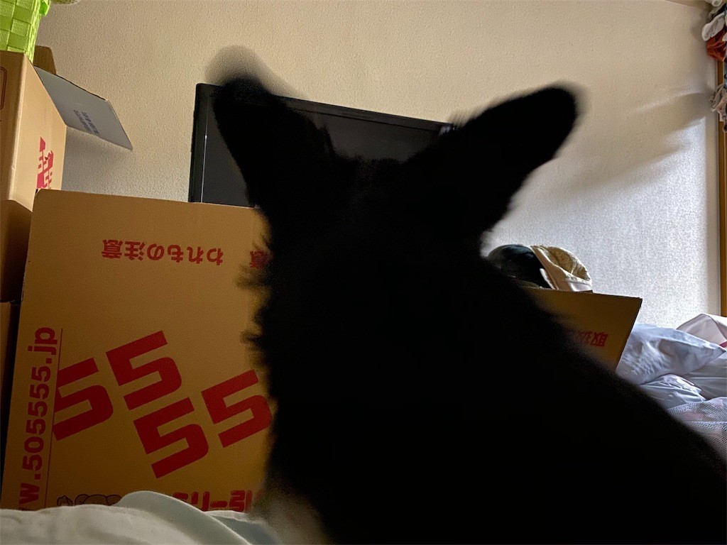 f:id:akie1000:20191117233834j:image