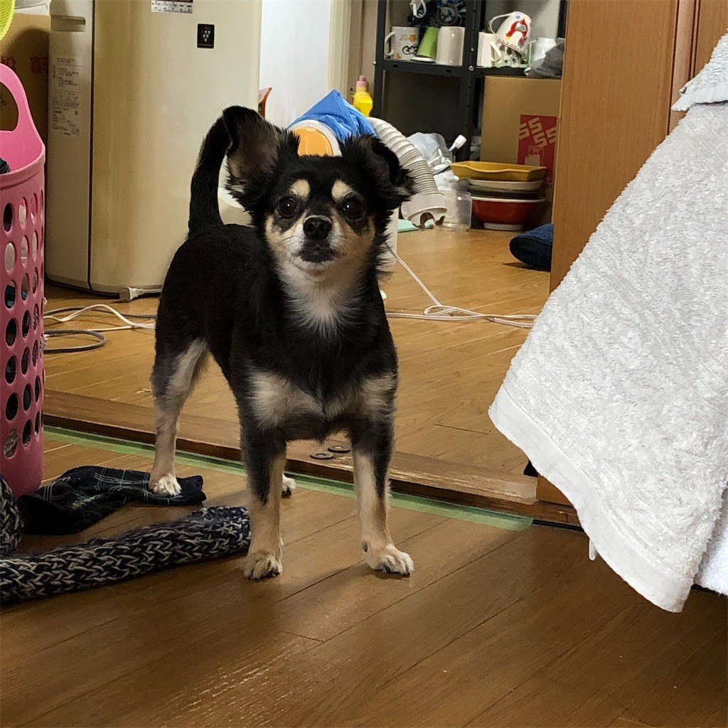 f:id:akie1000:20191129220544j:image
