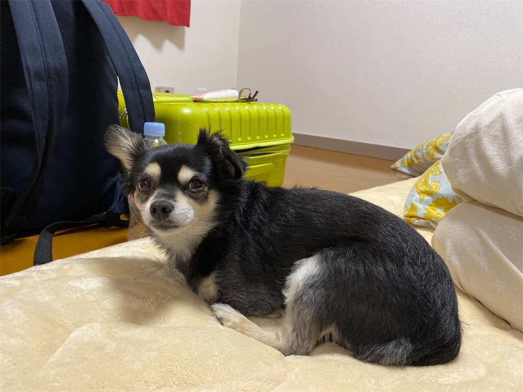 f:id:akie1000:20191203200814j:image