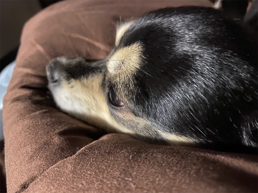 f:id:akie1000:20191231165818j:image