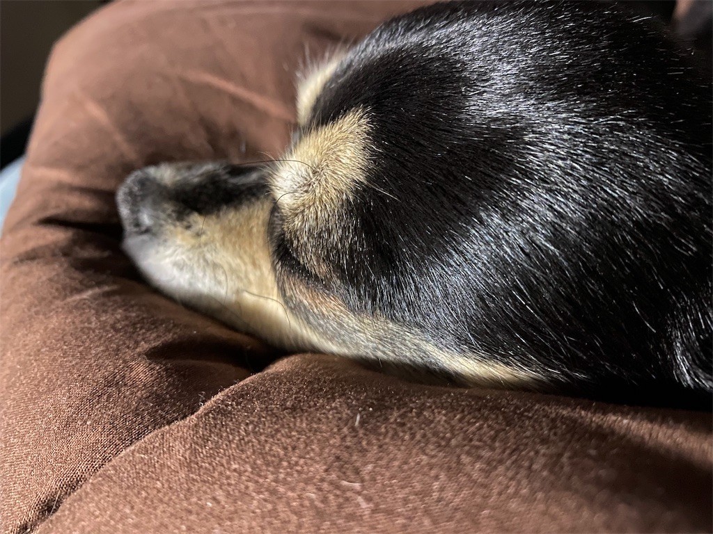 f:id:akie1000:20191231165827j:image