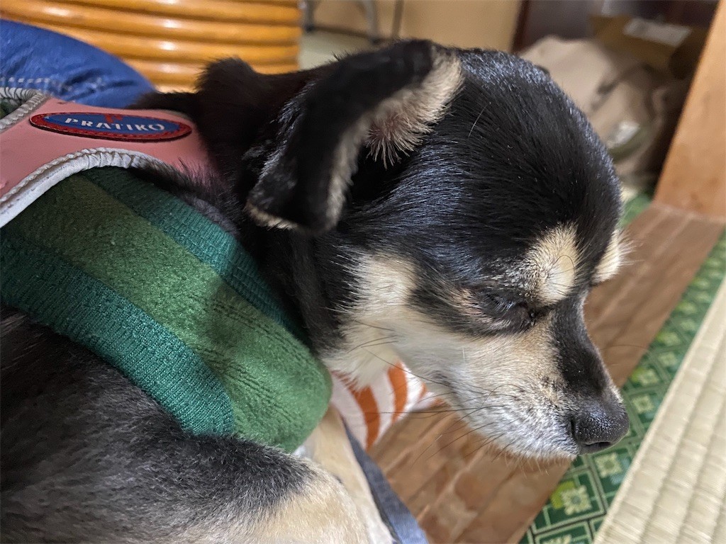 f:id:akie1000:20191231170721j:image