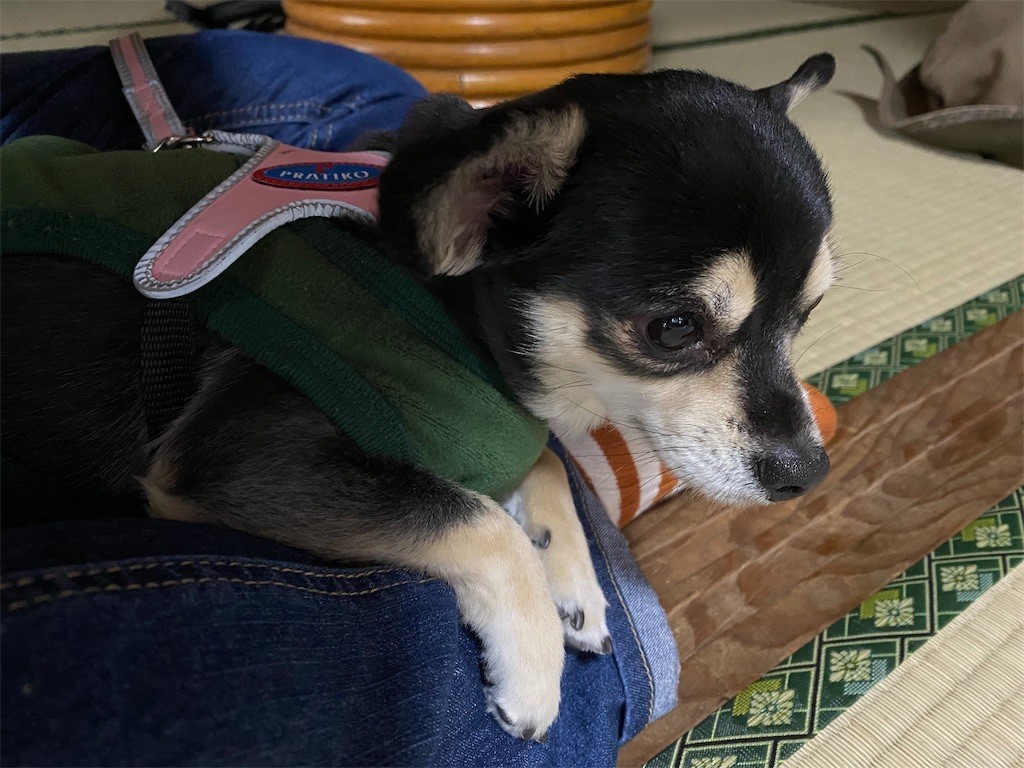 f:id:akie1000:20191231170725j:image