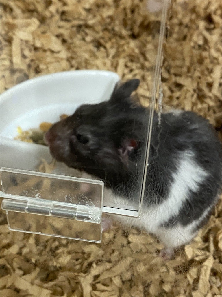 f:id:akie1000:20200129171626j:image