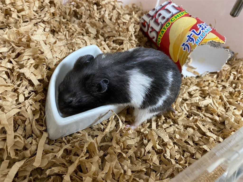 f:id:akie1000:20200129171631j:image