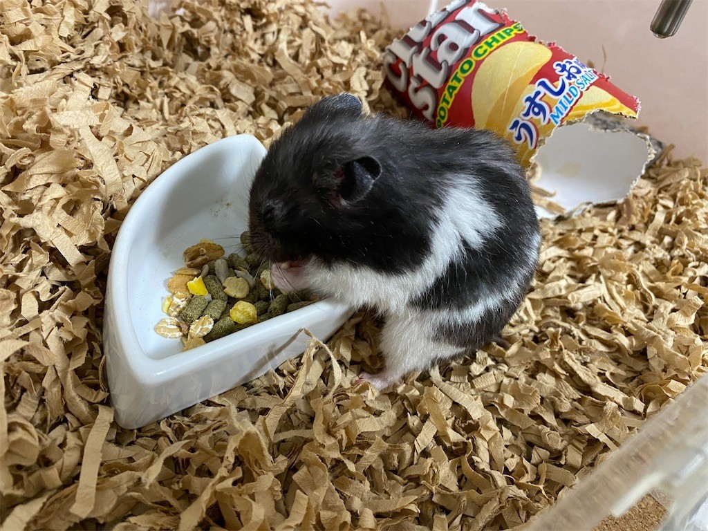 f:id:akie1000:20200129171636j:image