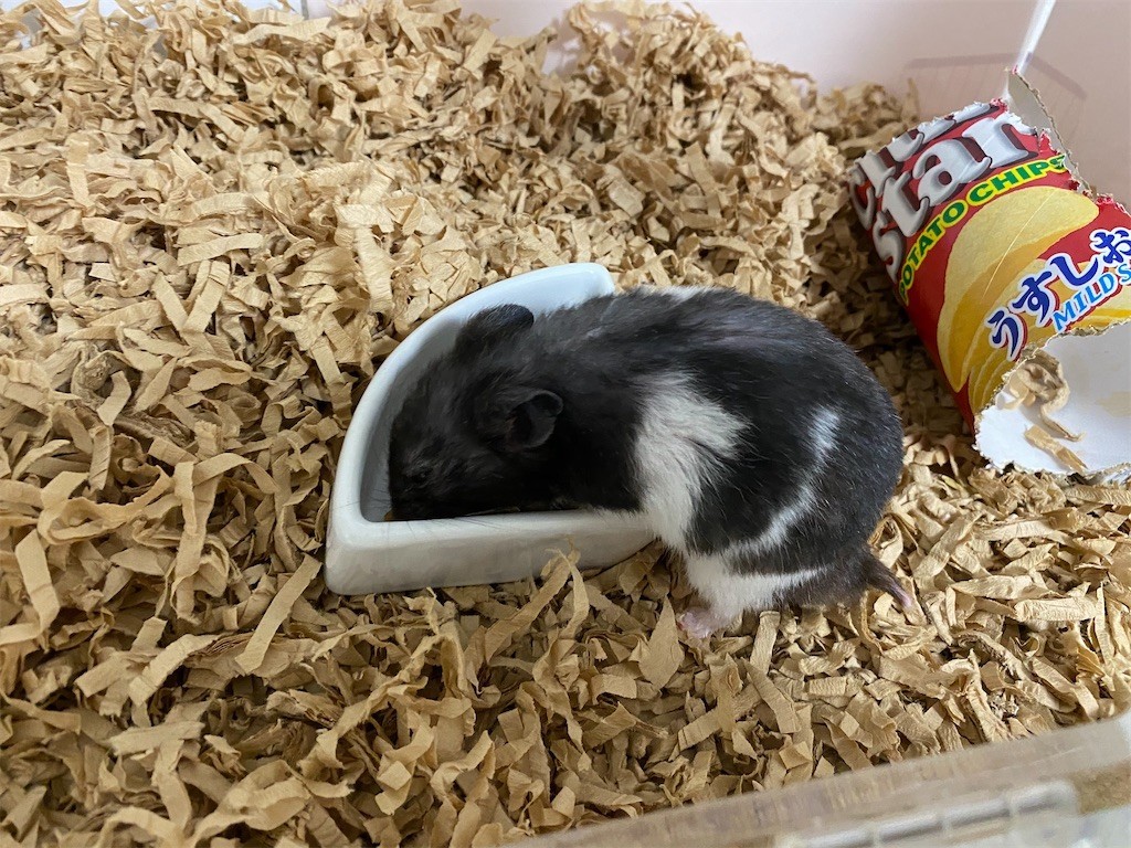 f:id:akie1000:20200129171639j:image