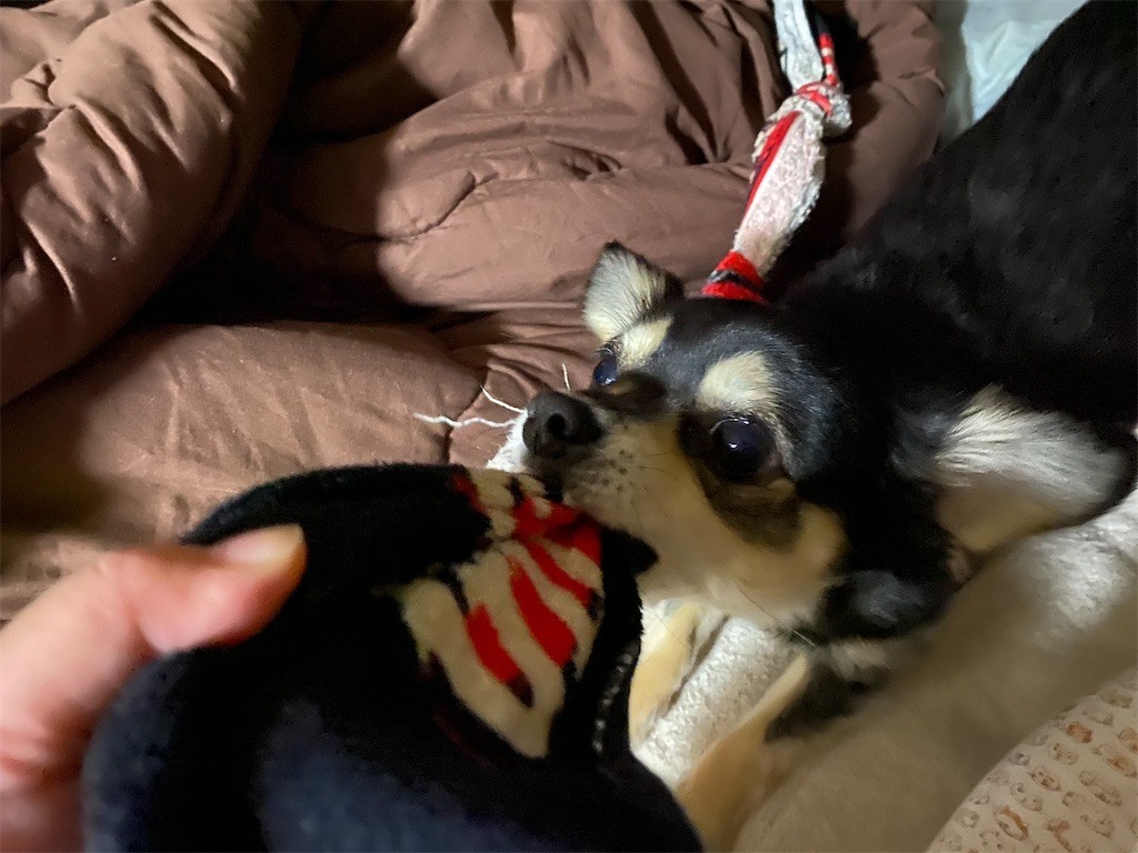 f:id:akie1000:20200209210944j:image