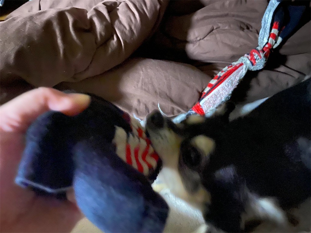 f:id:akie1000:20200209210947j:image