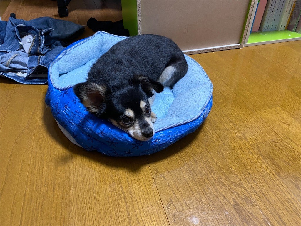 f:id:akie1000:20200212221313j:image
