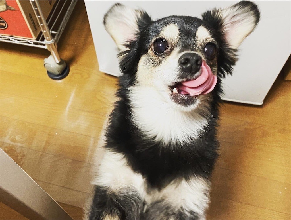 f:id:akie1000:20200227220132j:image