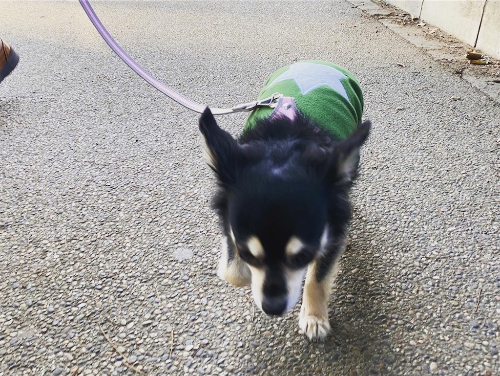 f:id:akie1000:20200227220136j:image