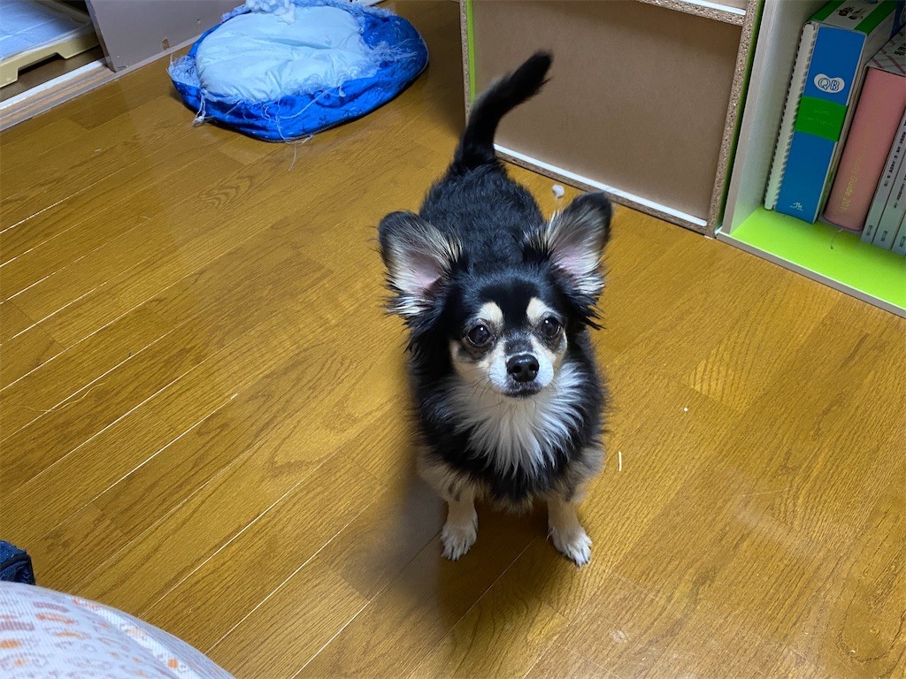 f:id:akie1000:20200411090655j:image
