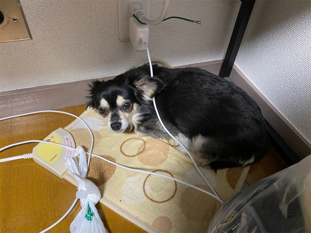 f:id:akie1000:20200411092618j:image
