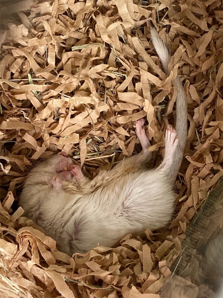 f:id:akie1000:20200416153403j:image