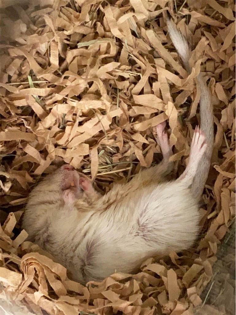 f:id:akie1000:20200416153407j:image