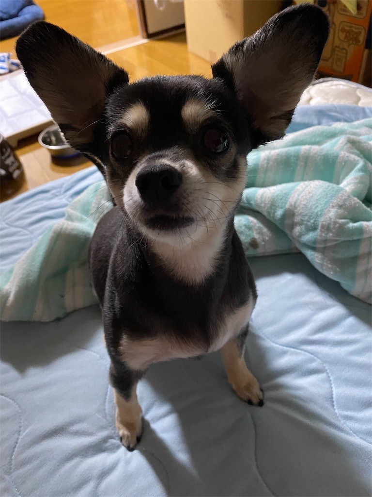 f:id:akie1000:20200520190350j:image