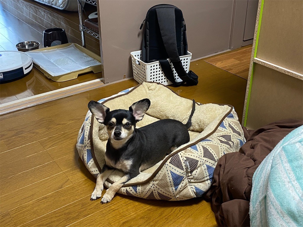 f:id:akie1000:20200520191110j:image